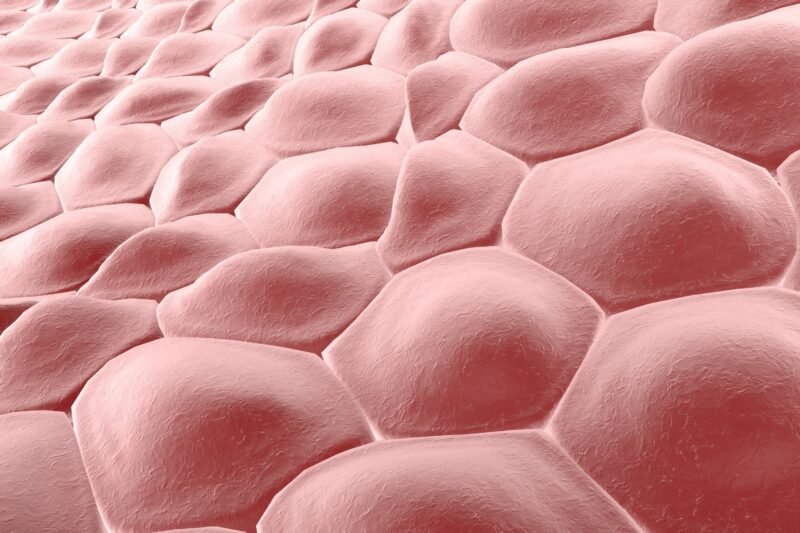 Layer of cells, human skin cells, medical illustration