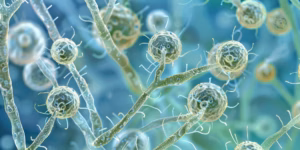 onychomycosis; fungal infections, Shari Lipner